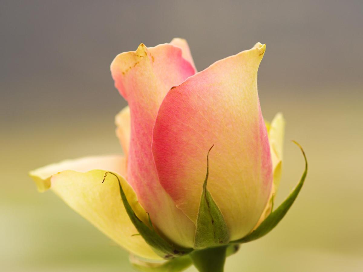 Herberge Zur Rose Brotterode-Trusetal Exterior photo
